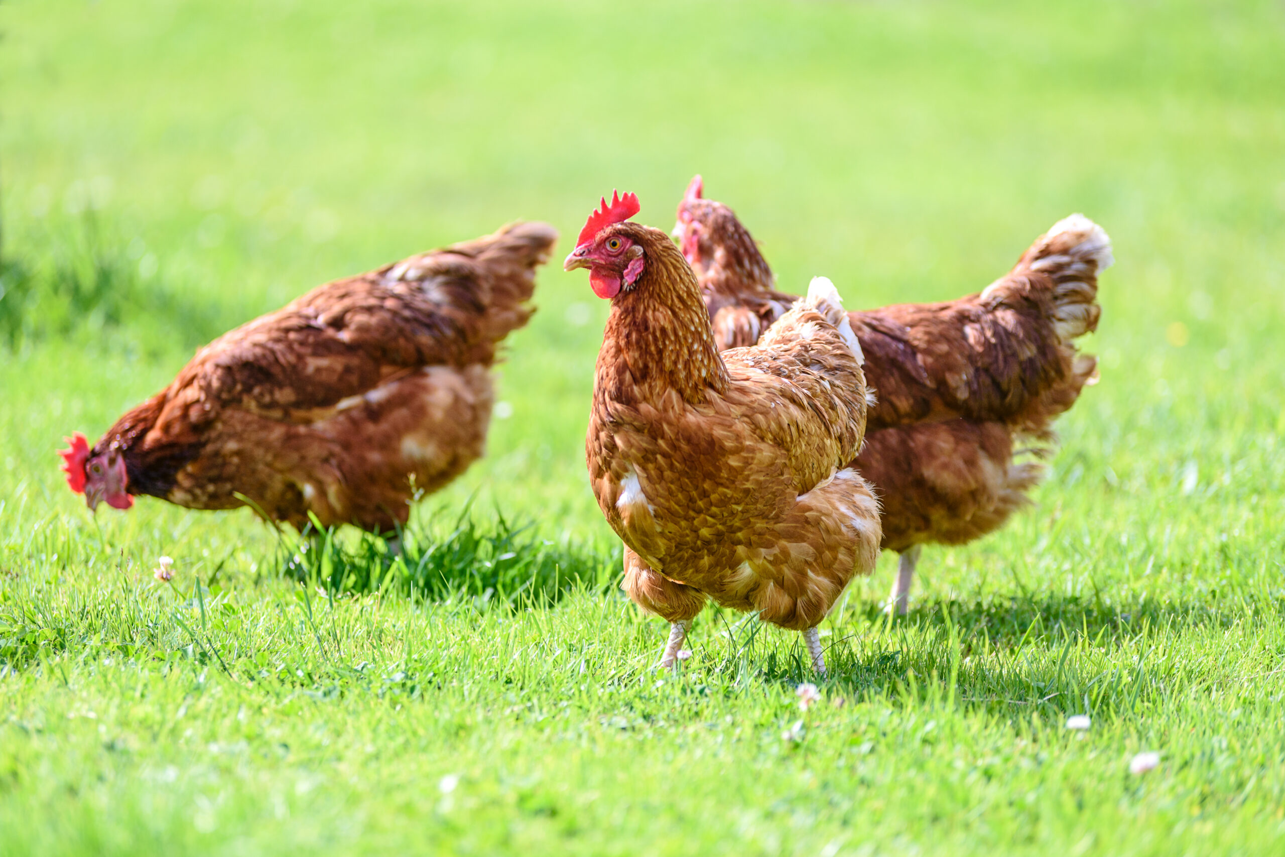 Comment se lancer dans l’élevage professionnel de poules pondeuses ? Démarches et accompagnement avec Cocorette