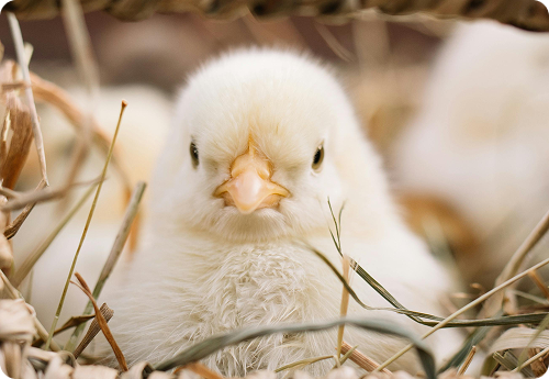 Poussins ovosexage